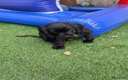 Mixed Breed dogs for sale: Cockalier puppies F1 for sale - Image 6