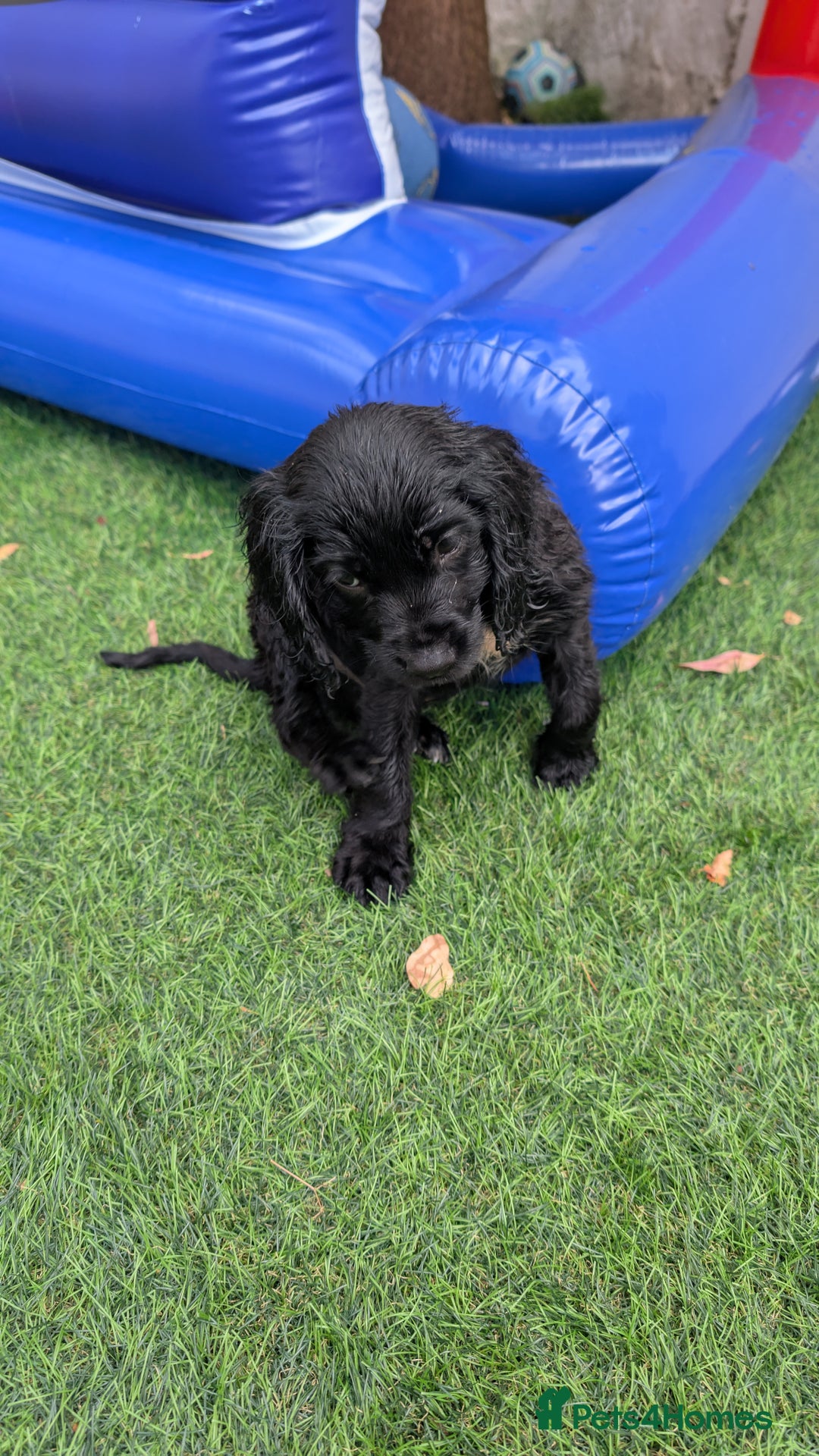 Mixed Breed dogs for sale: Cockalier puppies F1 for sale - Image 6