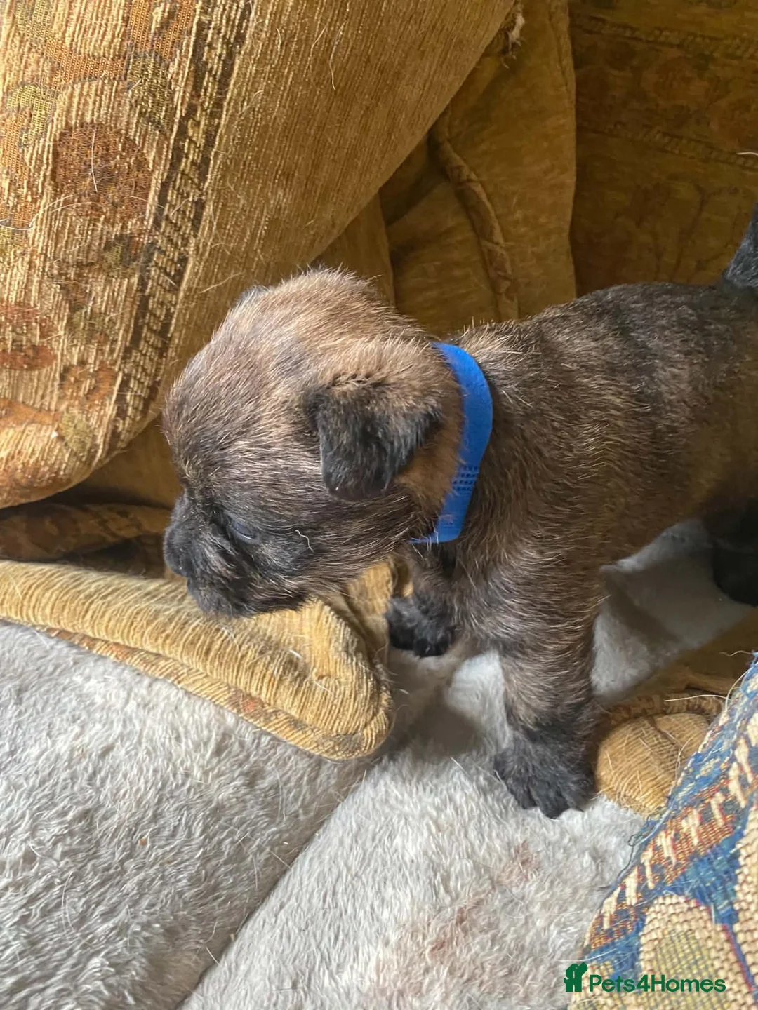 Cairn Terrier dogs for sale: Cairn Terrier Puppies - Advert 2