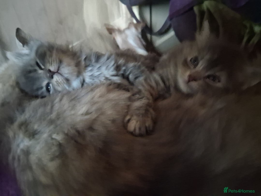 Mixed Breed cats for sale: AWESOME FLUFFY CHUNKY NORWEGIAN FOREST CAT X - Advert 4