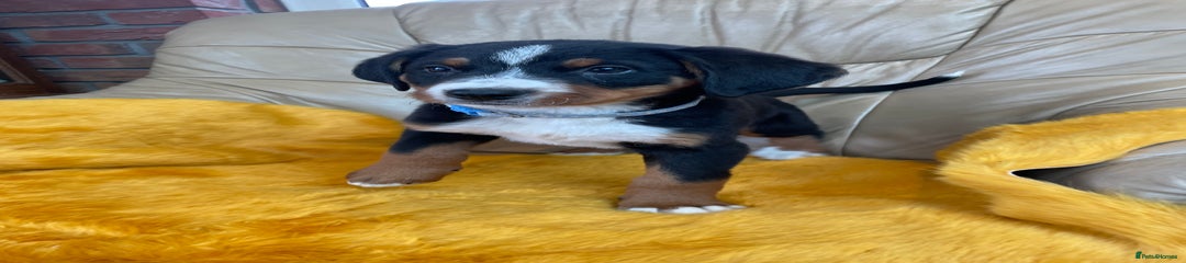 Bernese Mountain Dog Puppy 4