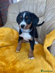 Bernese Mountain Dog Puppy 4