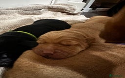 Cockerdor dogs for sale: YorkieCockerDor pups looking for forever homes  - Image 8