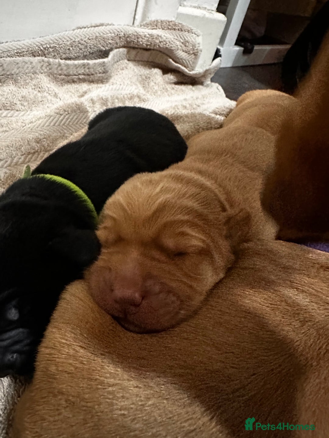 Cockerdor dogs for sale: YorkieCockerDor pups looking for forever homes  - Image 8