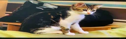 Mixed Breed cats for sale: Adorable tabby girl needs loving home in Newark - Advert 5