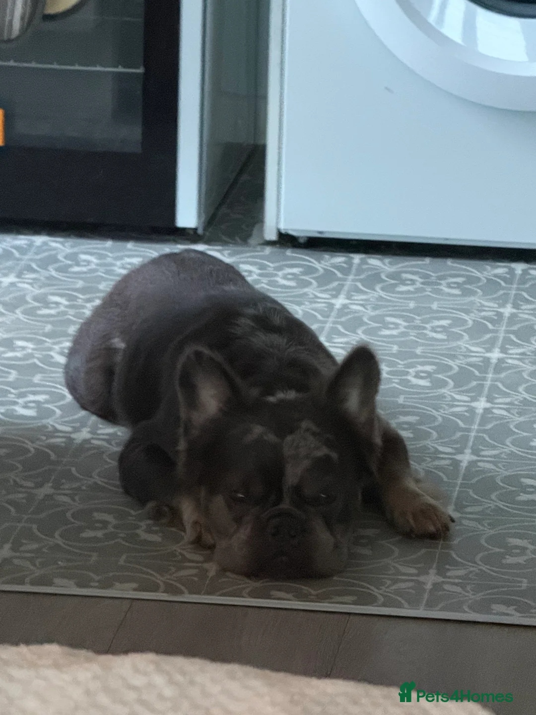 French Bulldog dogs for sale: Male fluffy frenchie  - Advert 2