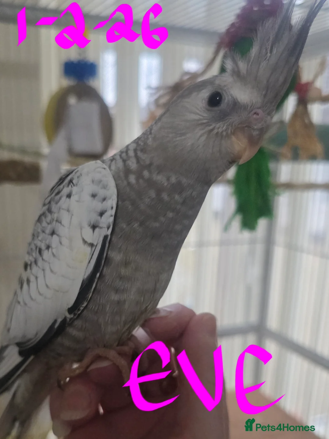 Cockatiels birds for sale: Baby cockatiels mixed  - Advert 15