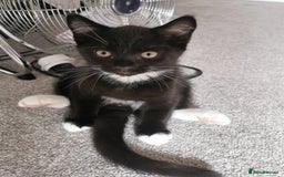 Mixed Breed cats for sale: 🐾 Cute Mixed British Shorthair🐾  - Image 6