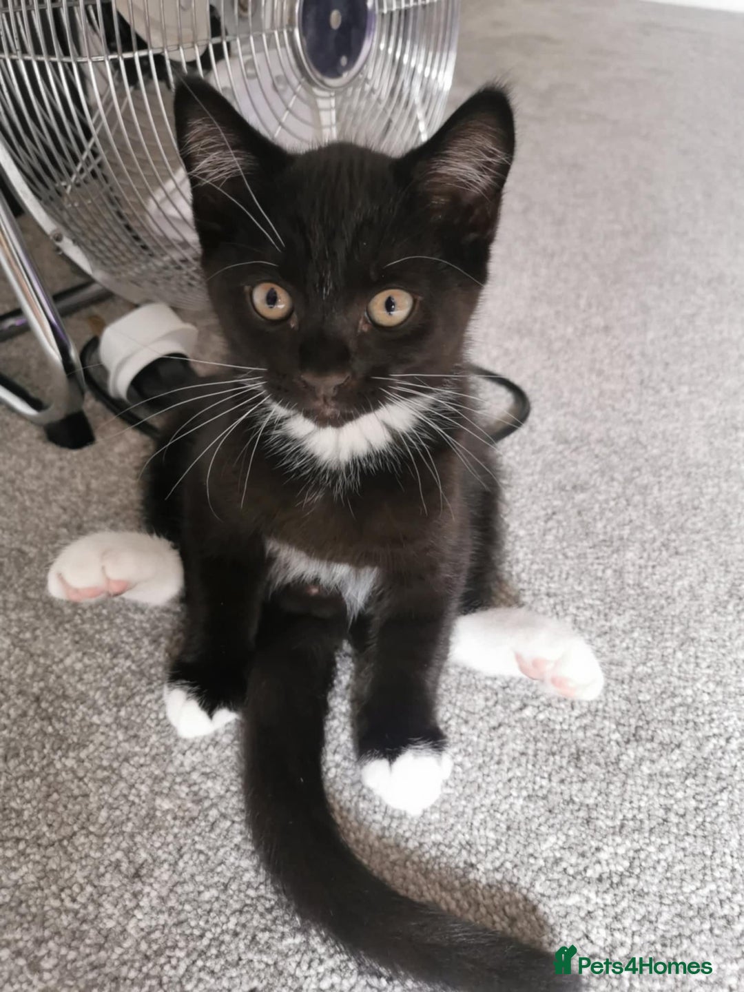 Mixed Breed cats for sale: 🐾 Cute Mixed British Shorthair🐾  - Image 6
