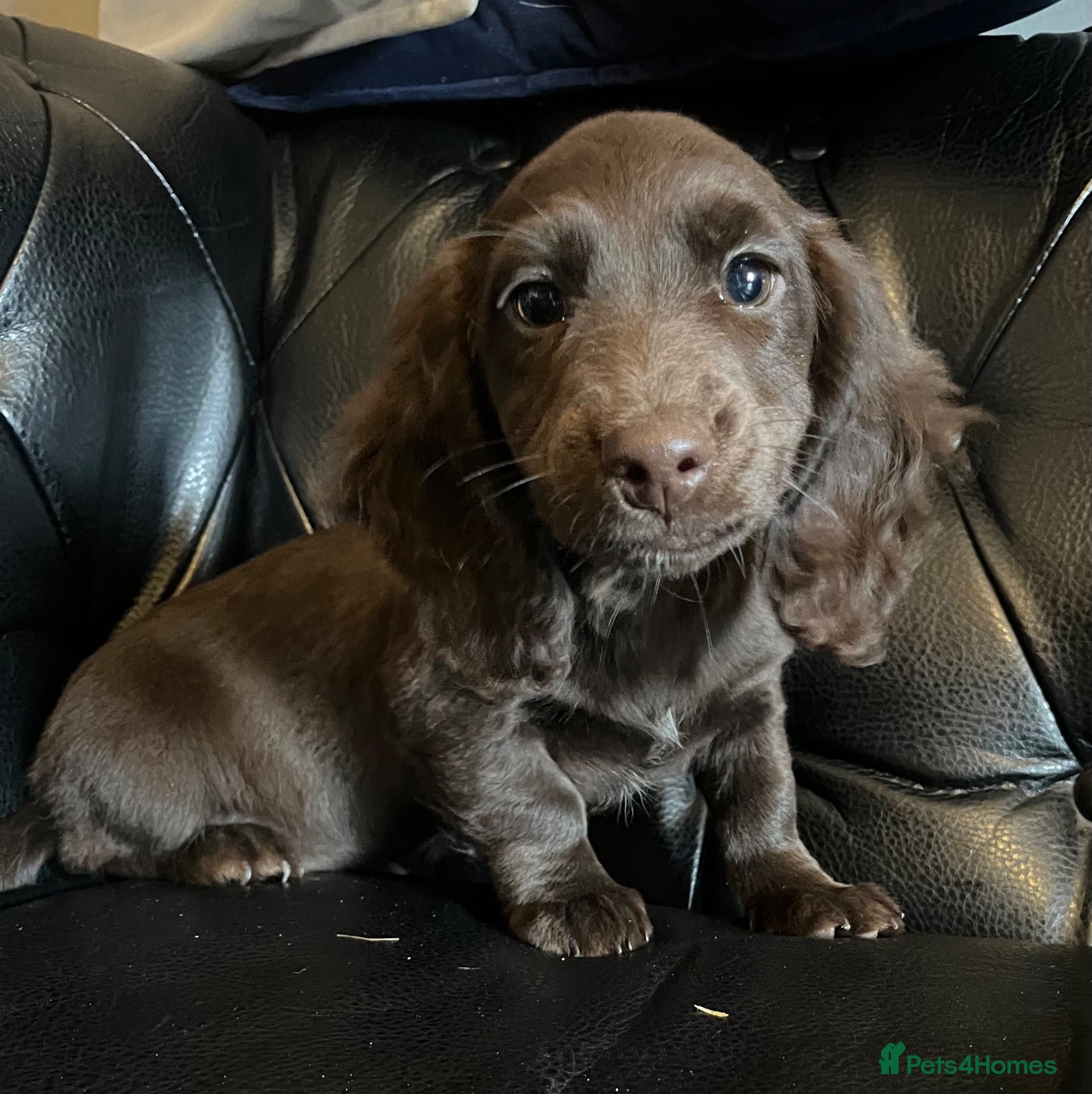 Mixed Breed dogs Working Cocker Spaniel x Longhair Dachshund - Advert 7