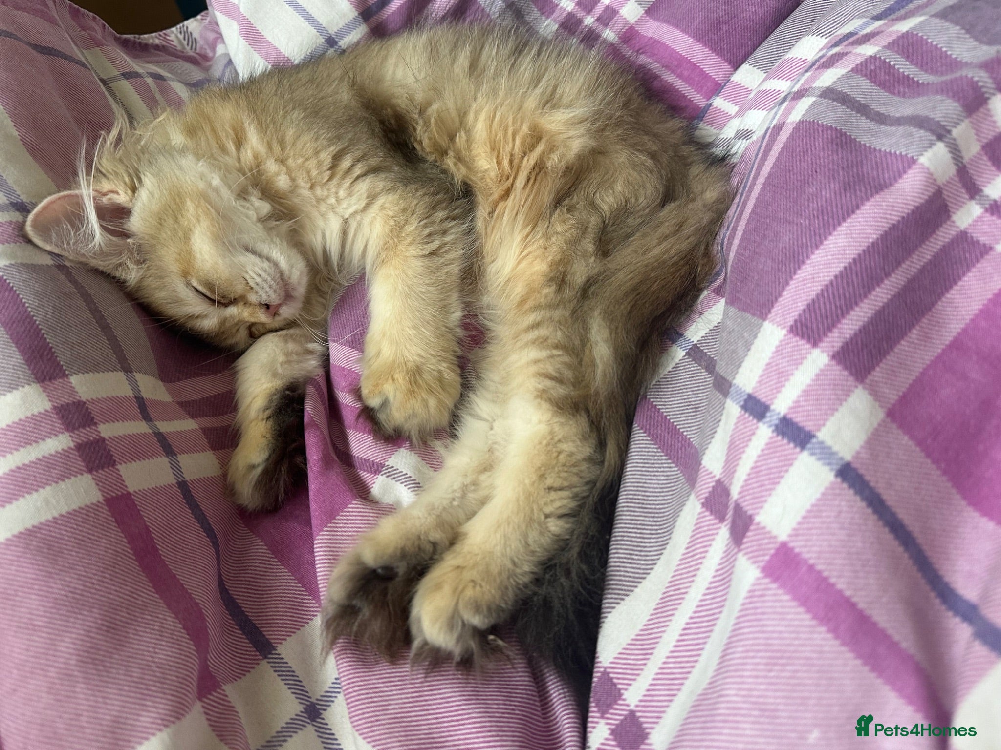 Mixed Breed cats Fluffy Scottish fold ready to be rehomed  - Advert 2