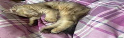 Mixed Breed cats for sale: Fluffy Scottish fold ready to be rehomed  in Wembley - Advert 1