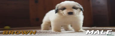 Pyrenean Mountain Dog 7 - Brown 