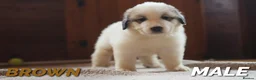 Pyrenean Mountain Dog dogs for sale: Adorable Puppies, Looking For Forever Homes! - Advert 4