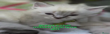 Ragdoll green collar