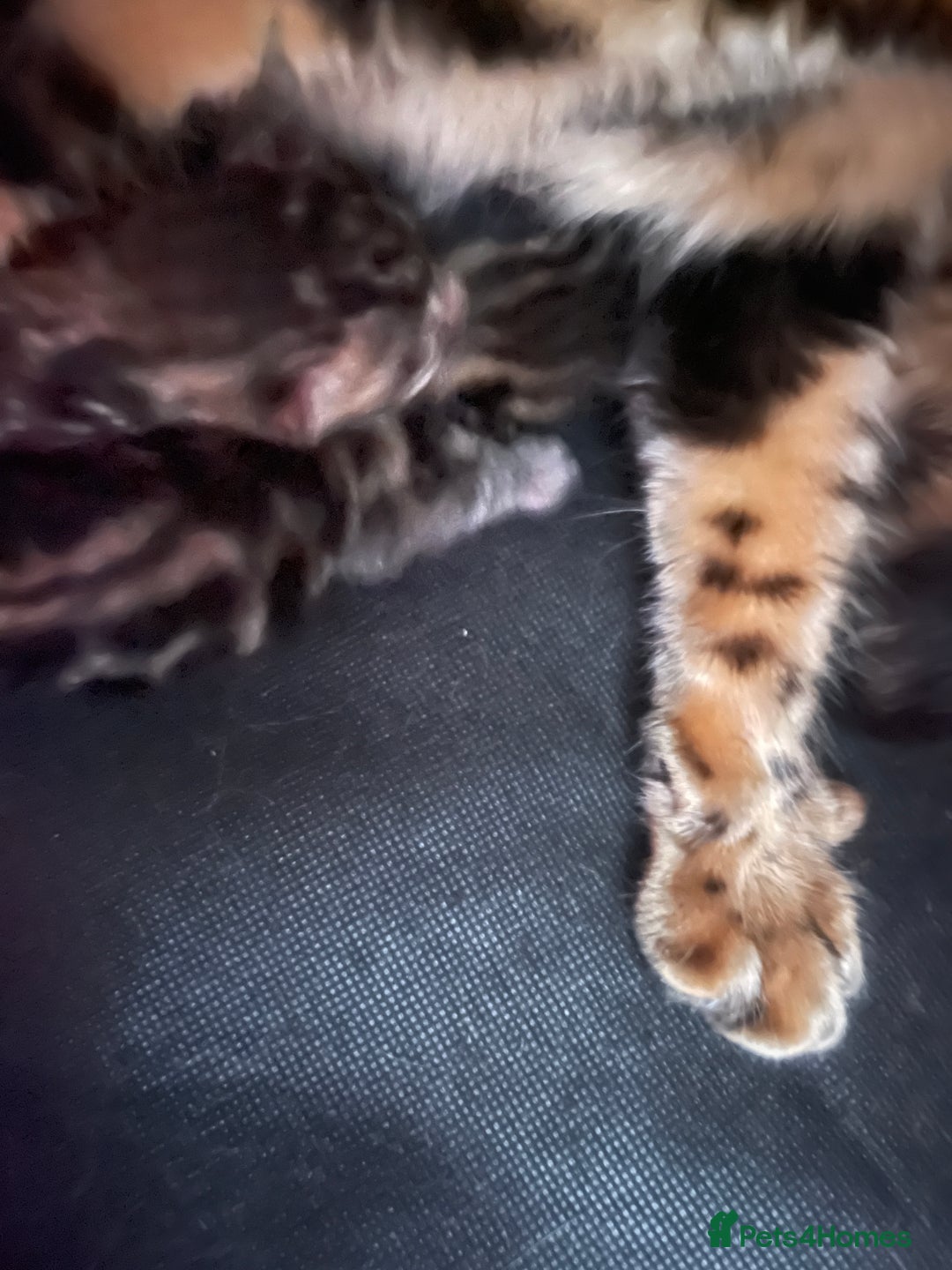 Bengal cats for sale: Bengal kittens for sale-Stunning 3-color Rosettes  - Image 10