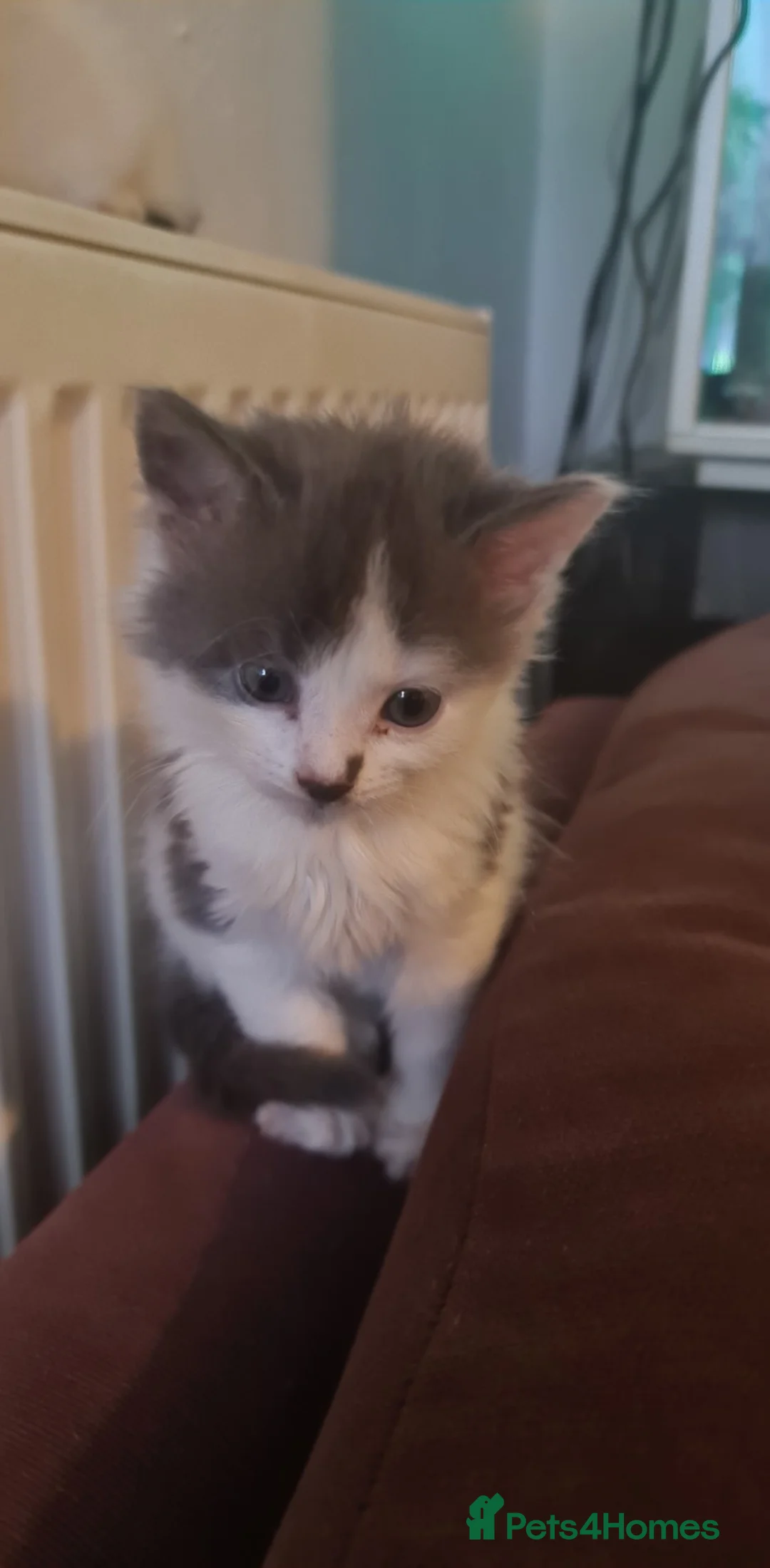 Siberian cats for sale: Kittens - Advert 1