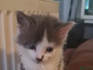 Siberian cats Kittens - Advert 2