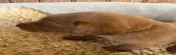 Labrador Retriever dogs for sale: Outstanding litter of yellow/fox red labradors - Advert 15