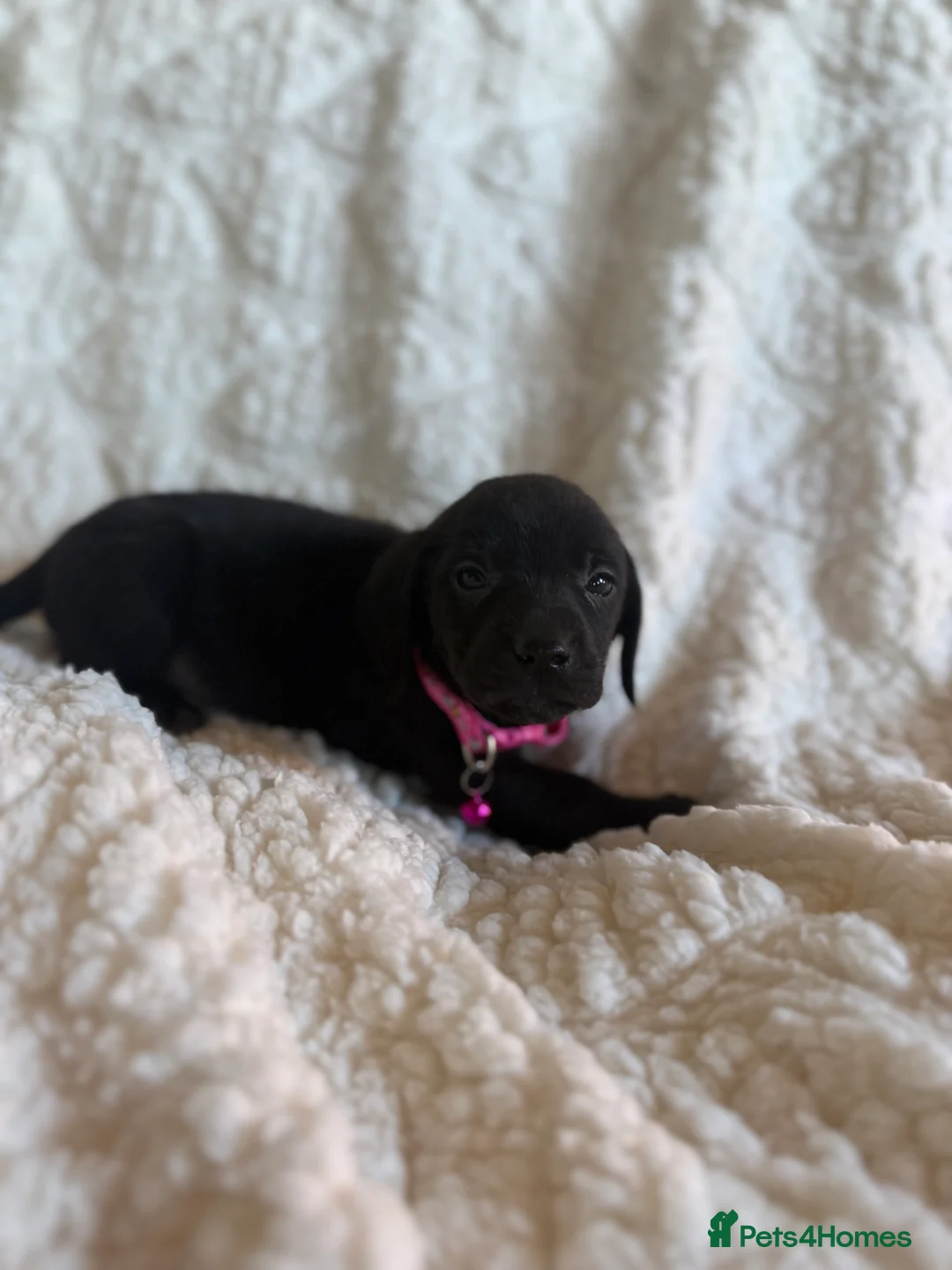 Mixed Breed dogs for sale: 9 playful beagledoor  - Advert 16