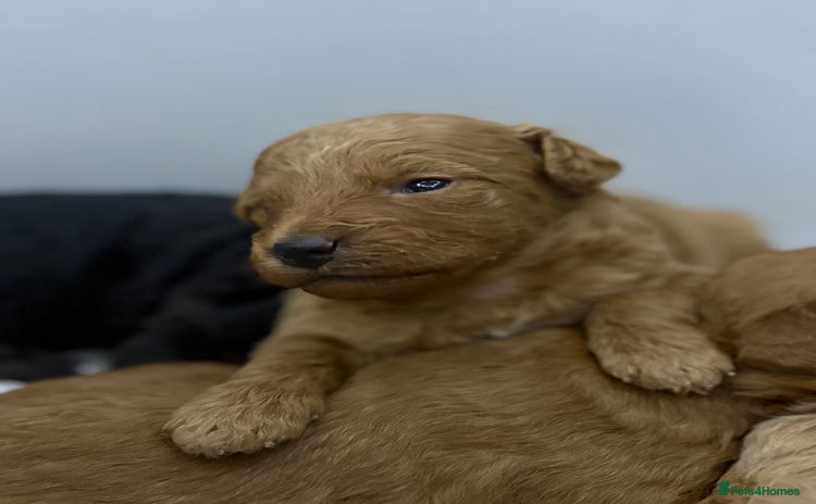 Jackapoo dogs - Advert 2