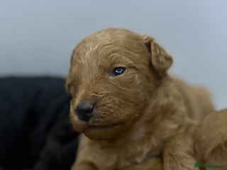 Jackapoo dogs - Advert 1