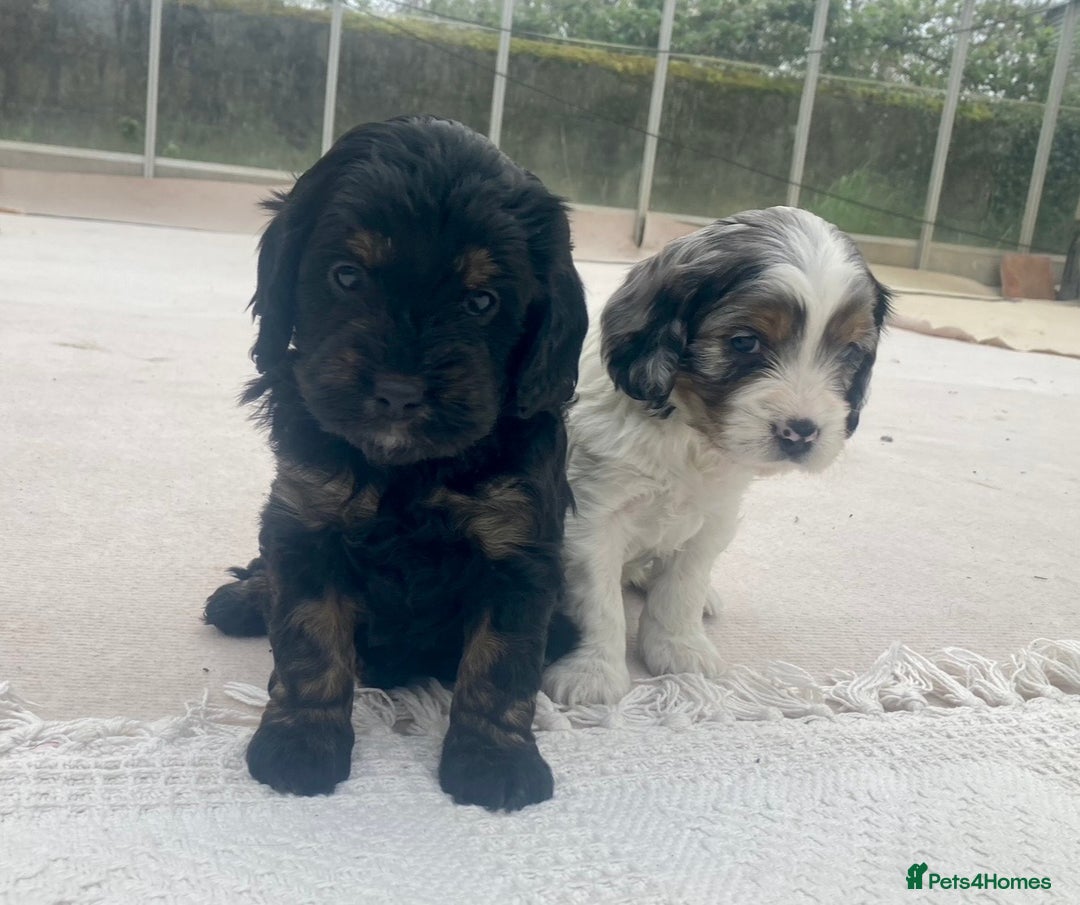 Cavapoo dogs for sale: WAITING LIST NOW OPEN Extremely Rare Merle F1  - Advert 21