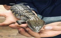 Skink reptiles for sale: Northern Blue Tongue Skink - Image 4