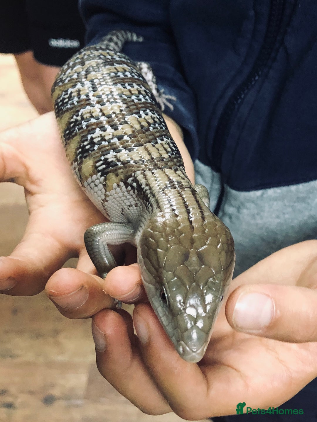 Skink reptiles for sale: Northern Blue Tongue Skink - Image 4