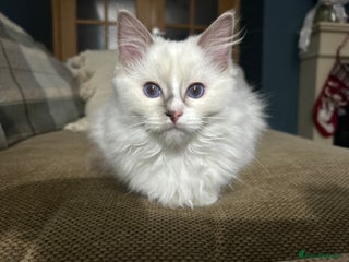 Ragdoll cats GCCF ragdoll - GIRL READY TO LEAVE - Advert 9