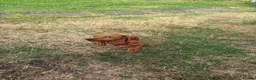 Miniature Dachshund dogs for sale: Stunning KC Miniature Dachshunds - Advert 13