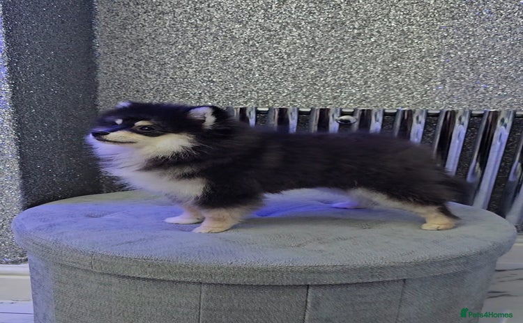 Pomsky dogs - Advert 2