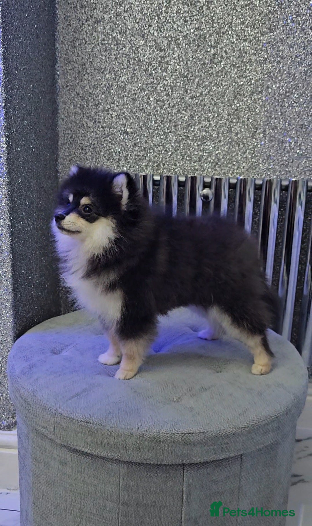 Pomsky dogs for sale: Pomsky puppies very small toy size F3  - Image 2