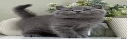 British Shorthair cats for sale: Stunning British Shorthair kittens  - Advert 21
