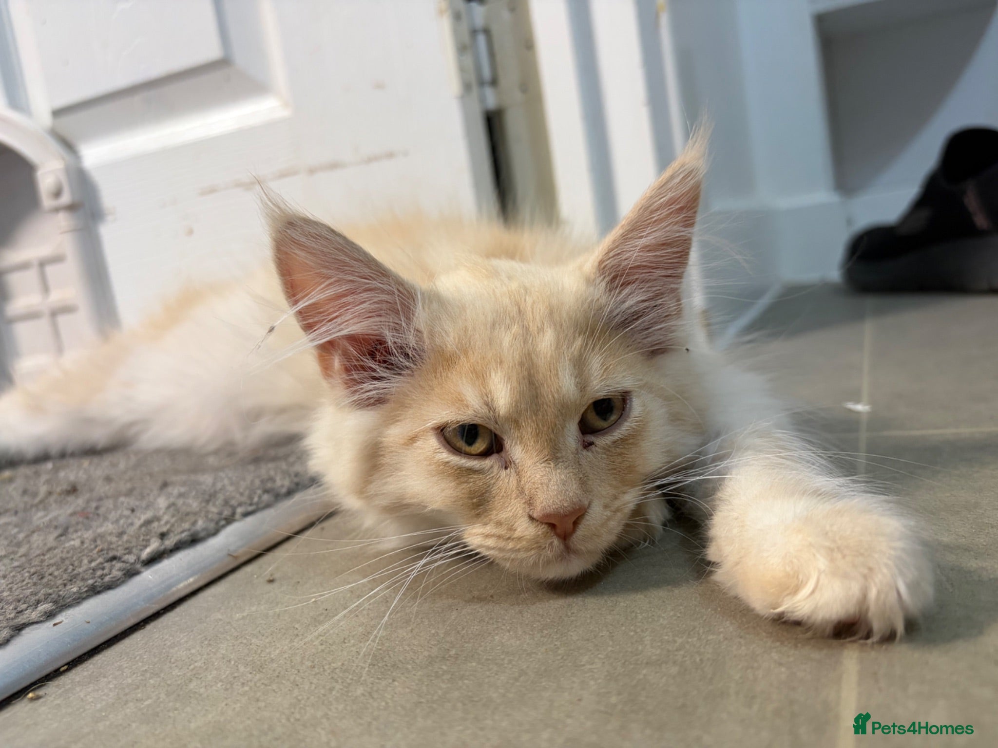 Maine Coon cats Gorgeous ChampionRussian line XL Mainecoon kittens - Advert 2