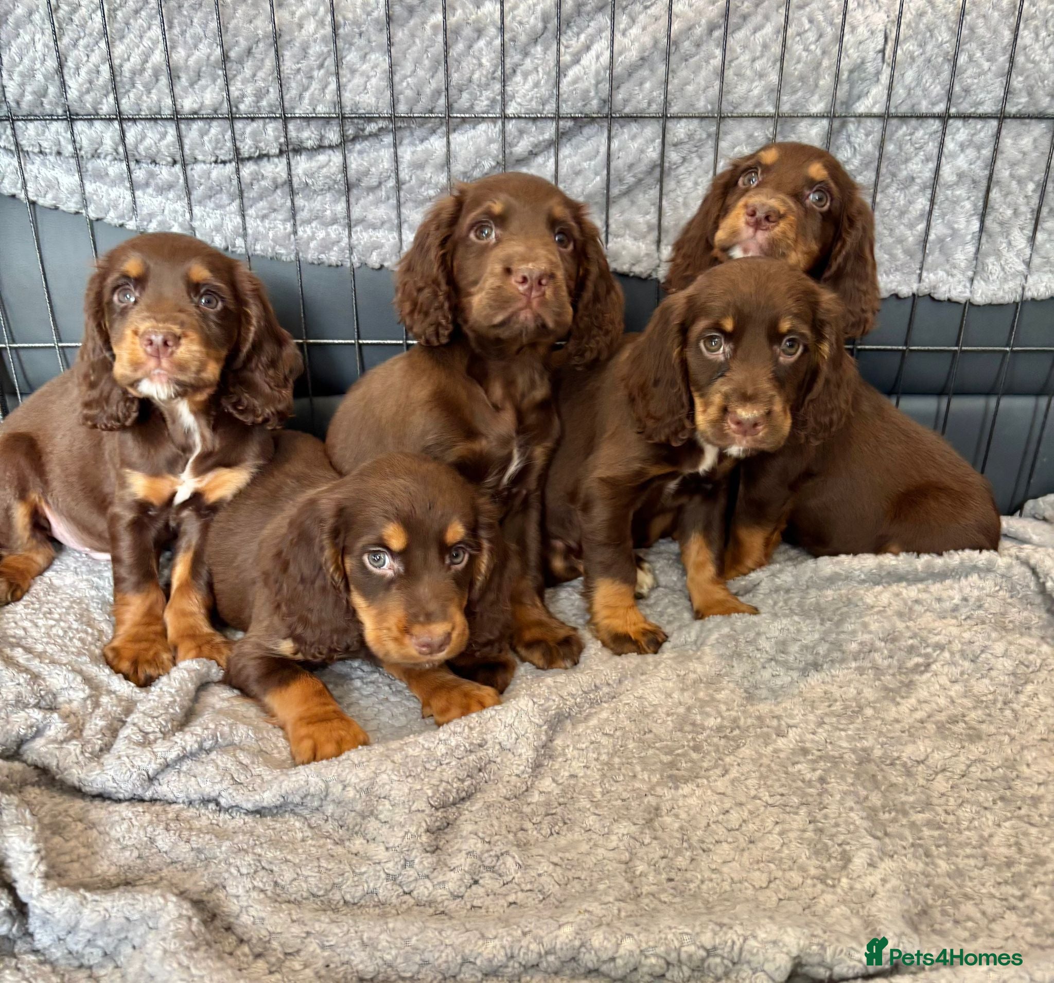 Cocker Spaniel dogs Cocker Spaniel Puppies Ready Now - Advert 5