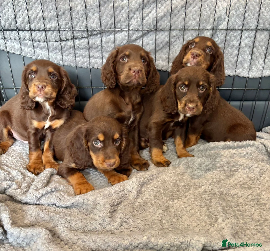 Cocker Spaniel dogs for sale: Cocker Spaniel Puppies Ready Now - Advert 1