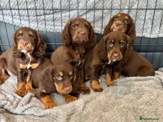 Cocker Spaniel dogs Cocker Spaniel Puppies Ready Now - Advert 10