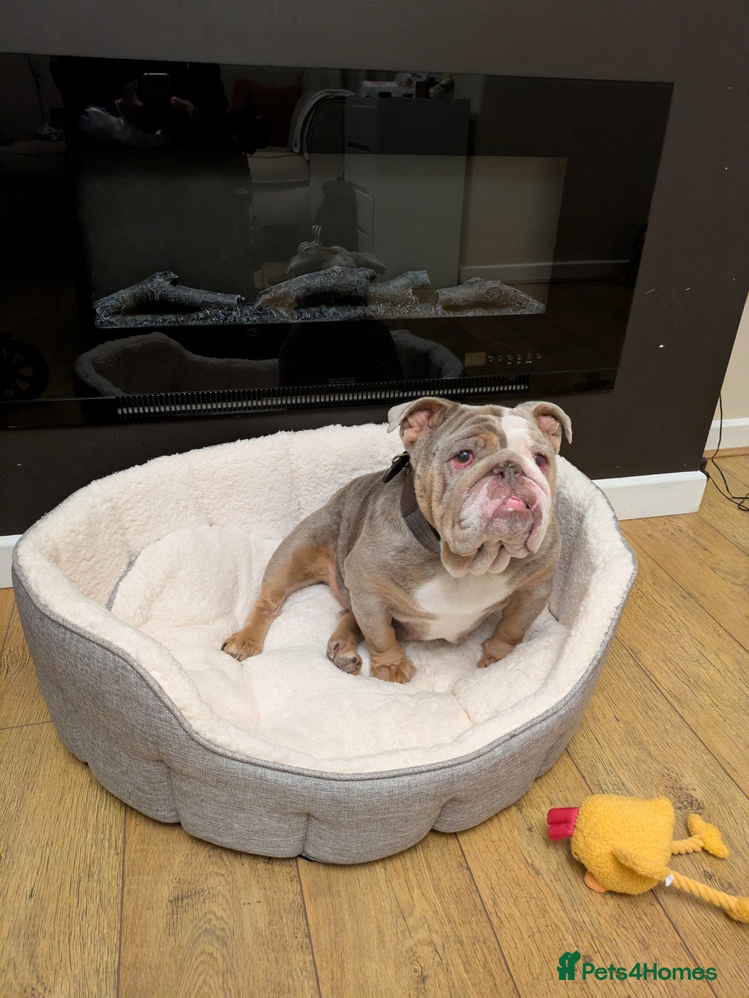 English Bulldog dogs for sale: Mab the bulldog - Advert 3