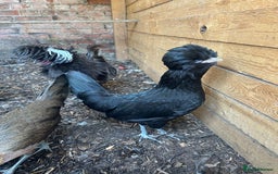 Chickens poultry for sale: Polish bantams - Image 2