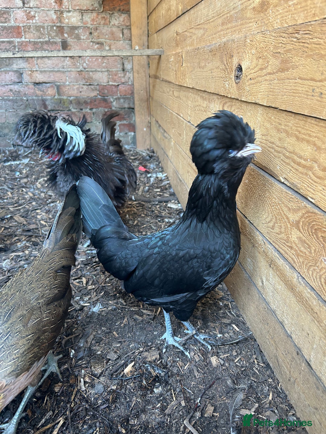 Chickens poultry for sale: Polish bantams - Image 2