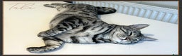 Bengal cats for sale: Silver Spotted Bengal Siblings Haja And Tala - Advert 20