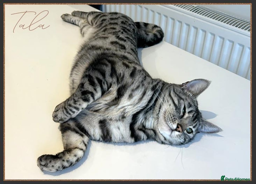 Bengal cats for sale: Silver Spotted Bengal Siblings Haja And Tala - Image 20