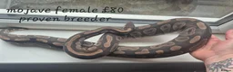 Mixed Breed invertebrates for sale: Reptile & bug collection for sale - Advert 8