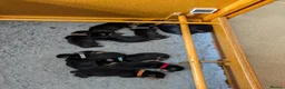 Mixed Breed dogs for sale: Lithuanian Hound puppies looking forever home in Peterborough - Advert 10