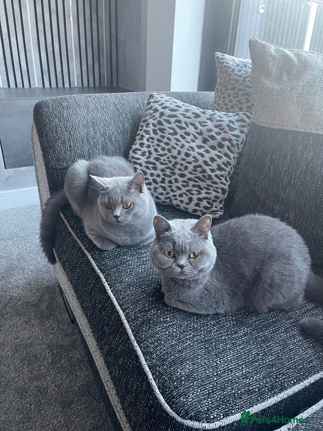 British Shorthair cats for sale: 2 BSH girls looking for a new home - Advert 2