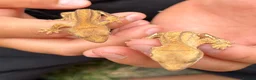 Gecko reptiles for sale: 2 Crested Gecko babies approx 10CM in Ilford - Advert 2