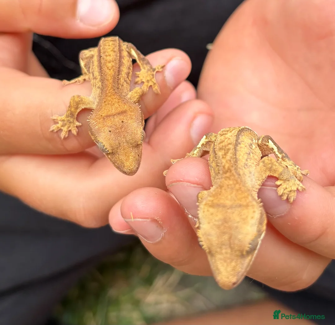 Gecko reptiles for sale: 2 Crested Gecko babies approx 10CM in Ilford - Advert 2
