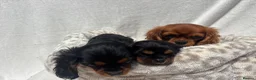 Cavalier King Charles Spaniel dogs for sale: Cavalier King Charles  - Advert 12