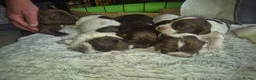 Cocker Spaniel dogs for sale: Cocker spaniel puppies  in Basingstoke - Advert 19